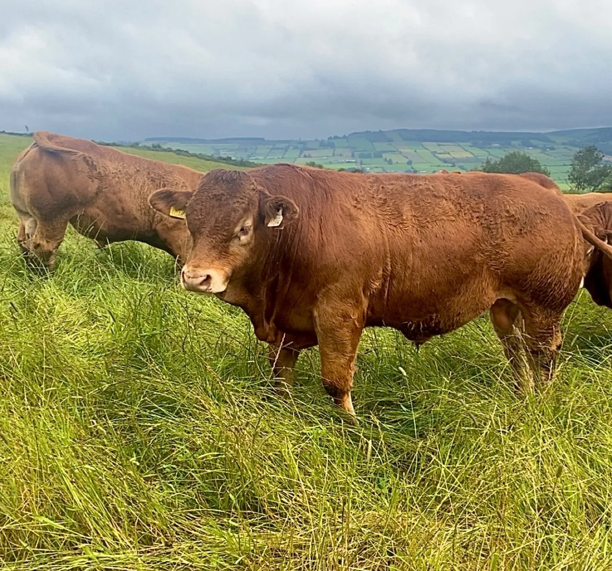 Limousin bull Weanlings - Image 4