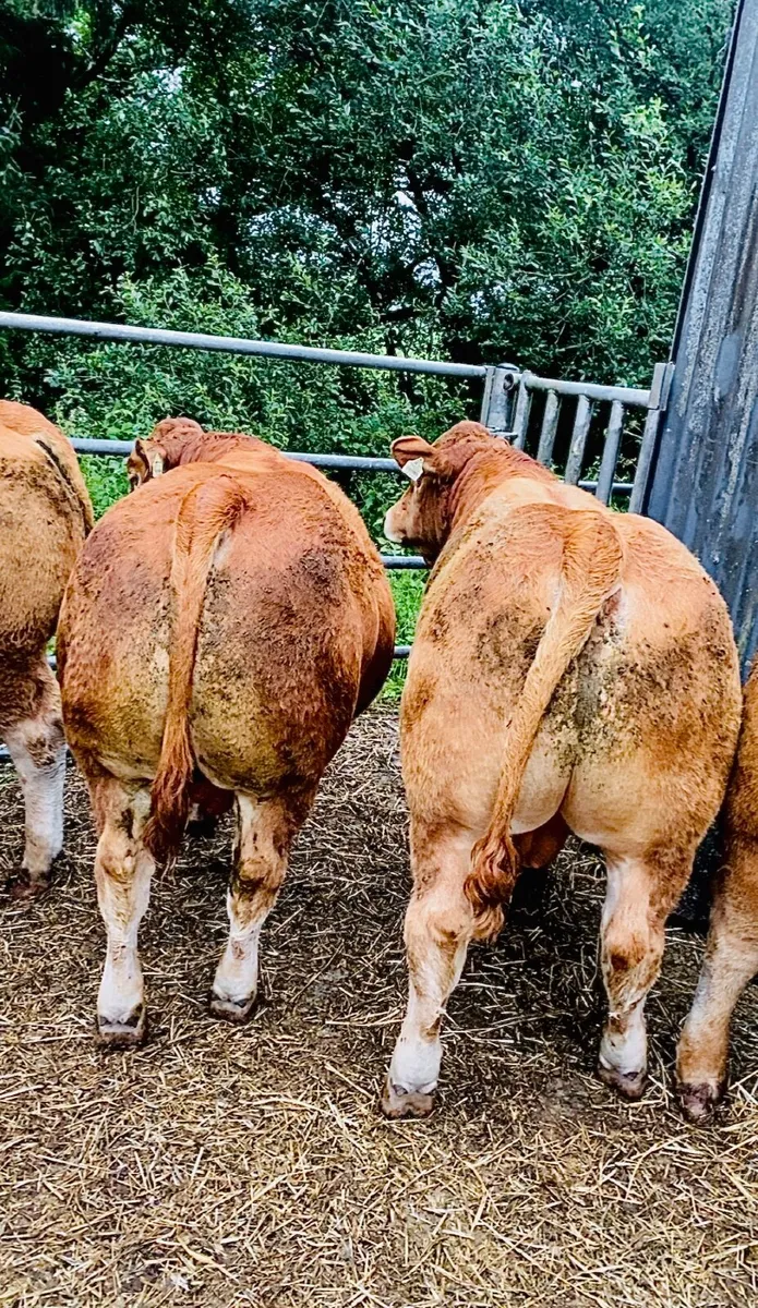 Limousin bull Weanlings - Image 1