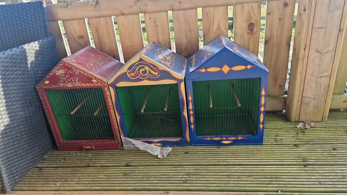 bird show boxes - Image 3