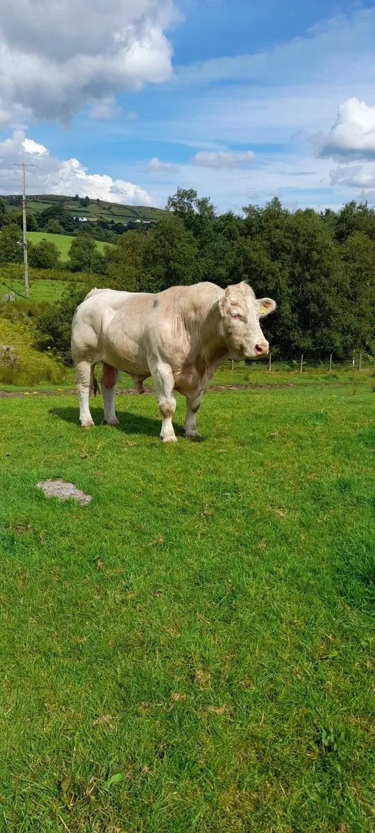 Bull - Image 2