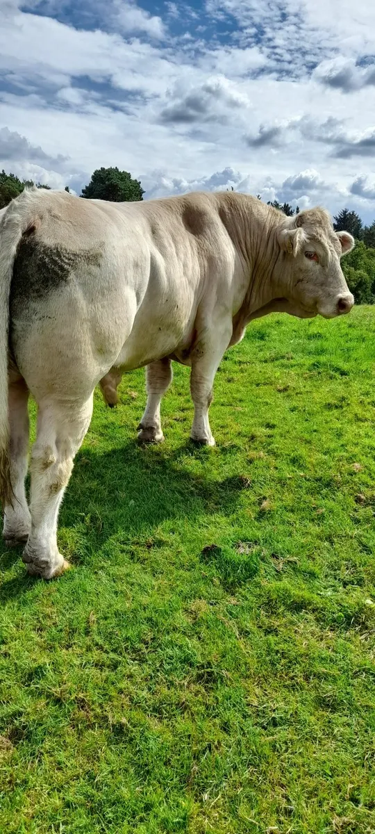 Bull - Image 3