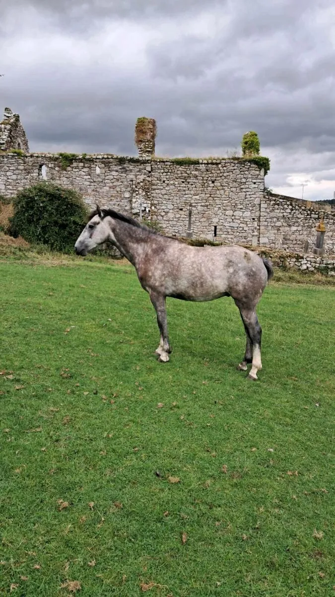 3yr old grey gelding - Image 2