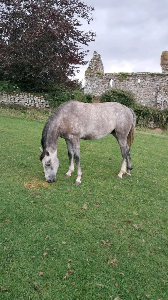 3yr old grey gelding - Image 3