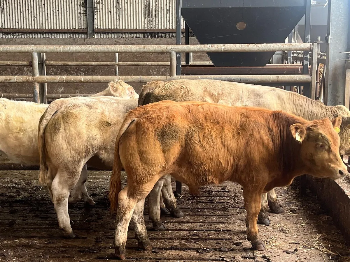 Cattle - Image 1