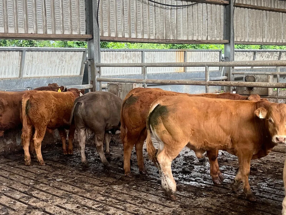 Cattle - Image 2