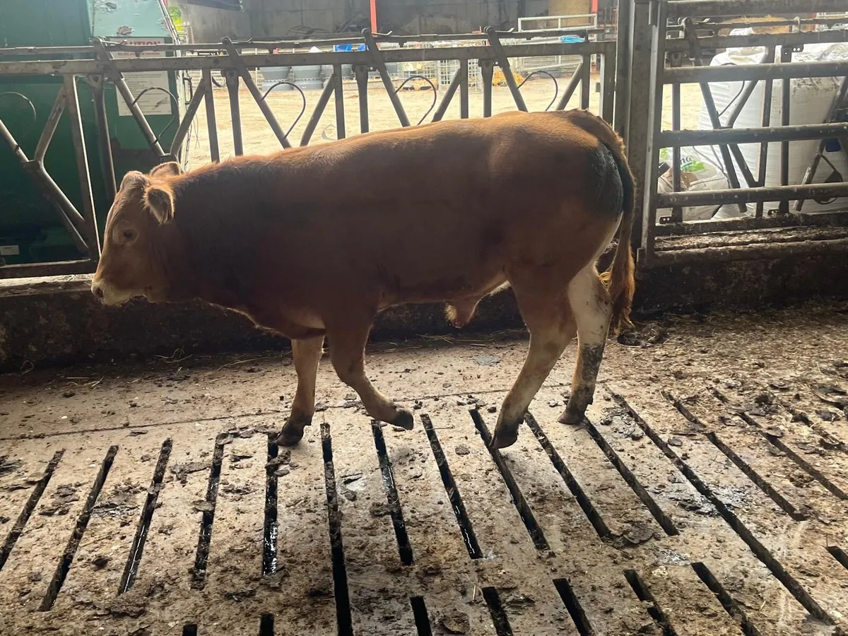 Cattle - Image 3