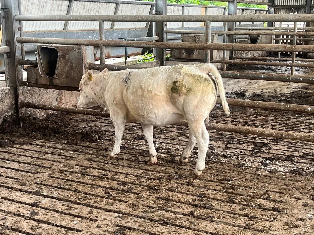 Cattle - Image 4