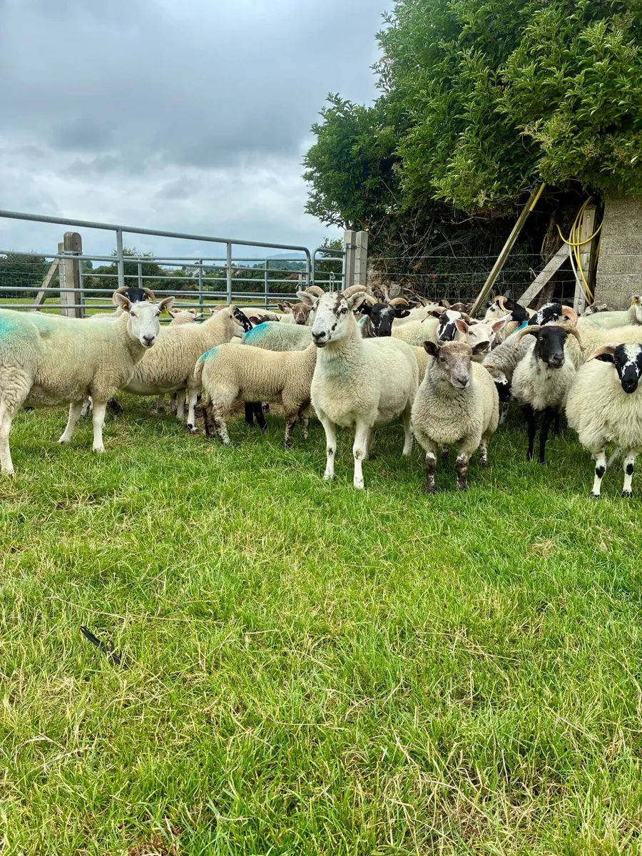 Store Lambs - Image 1