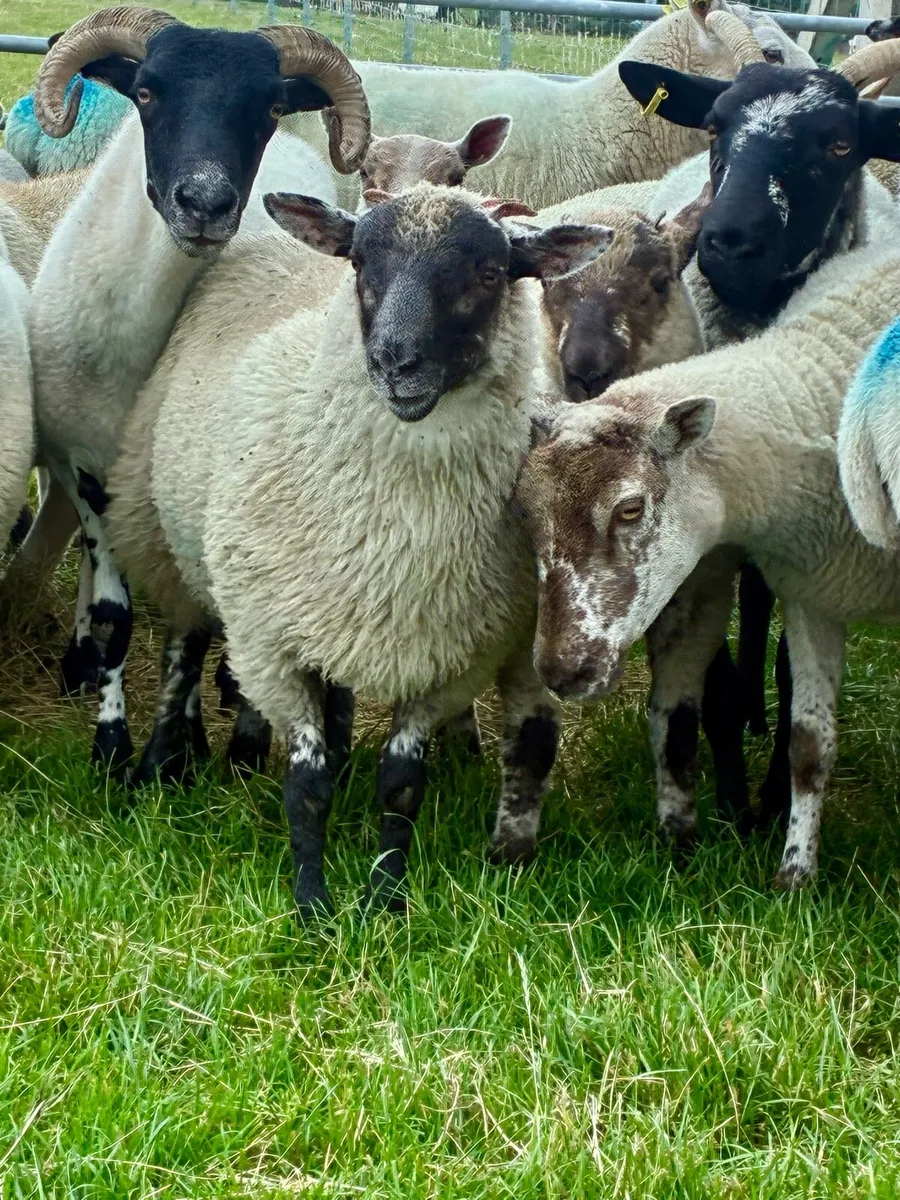 Store Lambs - Image 2