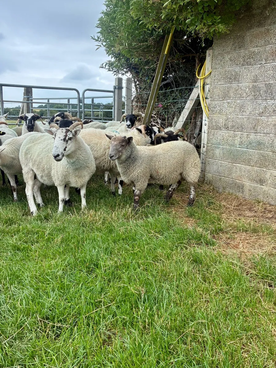 Store Lambs - Image 3