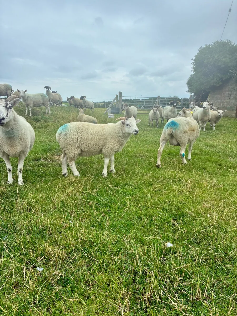 Store Lambs - Image 4