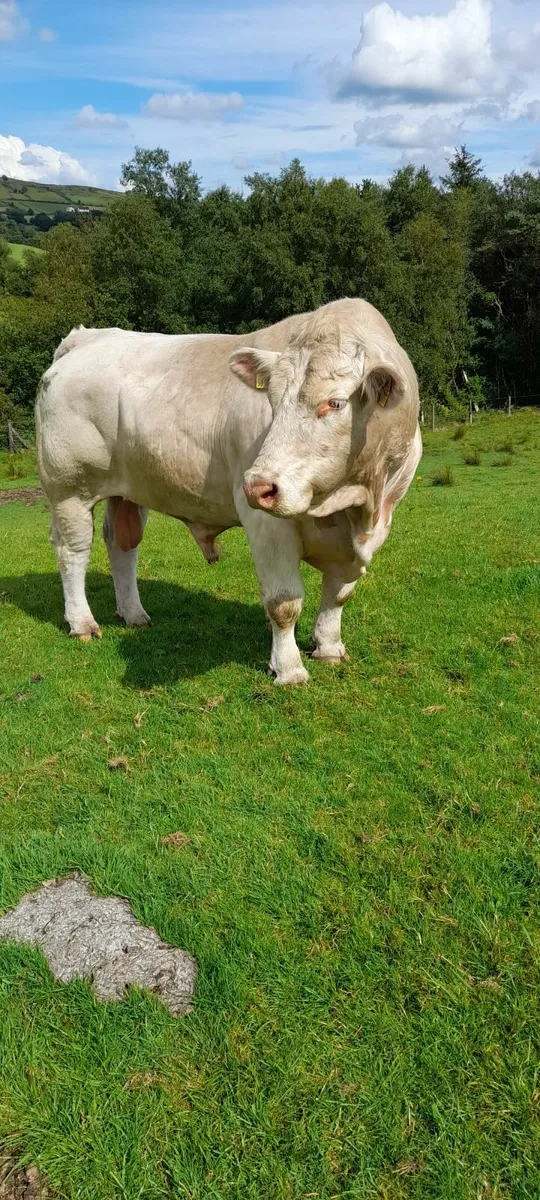 Bull - Image 1