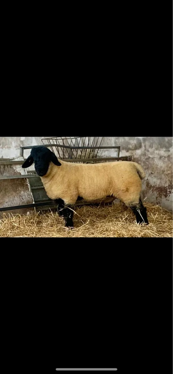 John Tess Suffolks - SIS PBR Approved Rams - Image 1