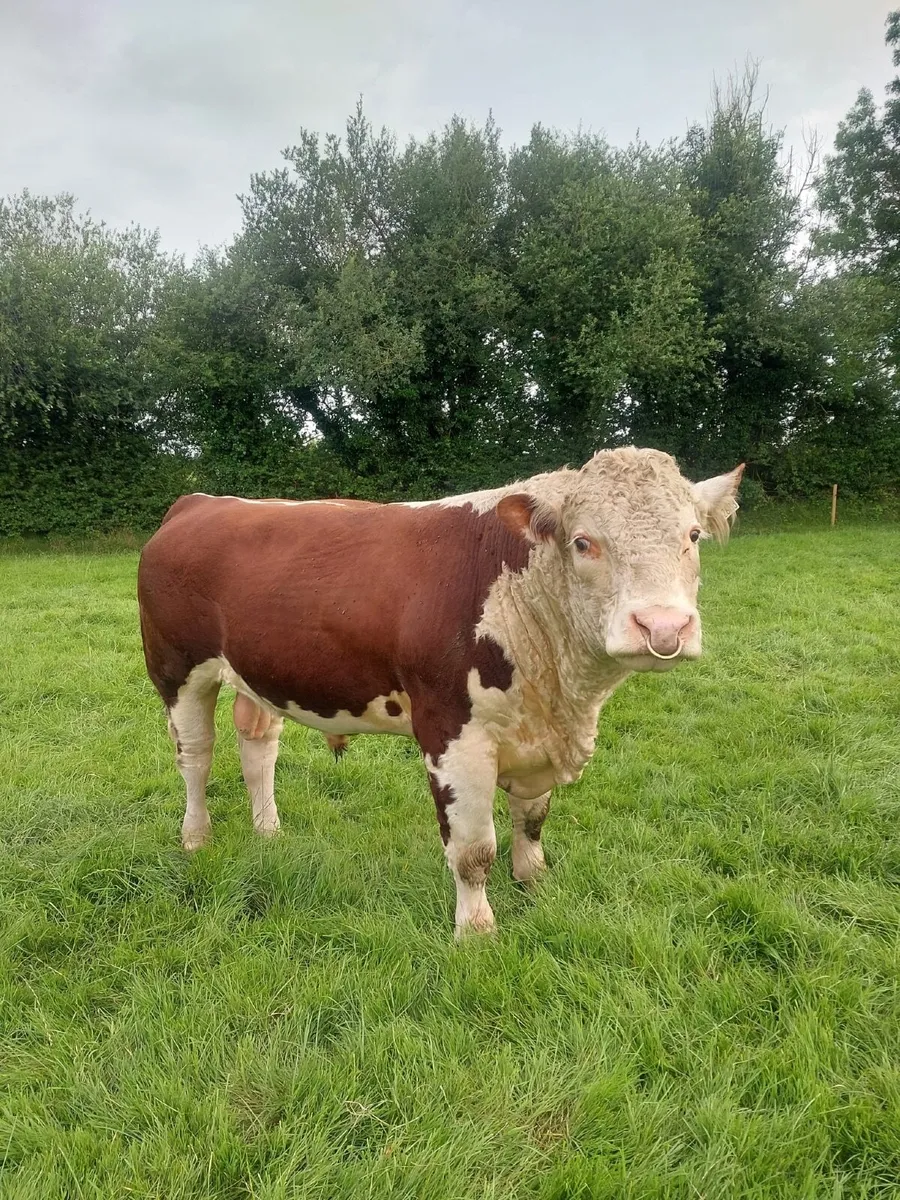 PURE BRED HEREFORD BULL - Image 1