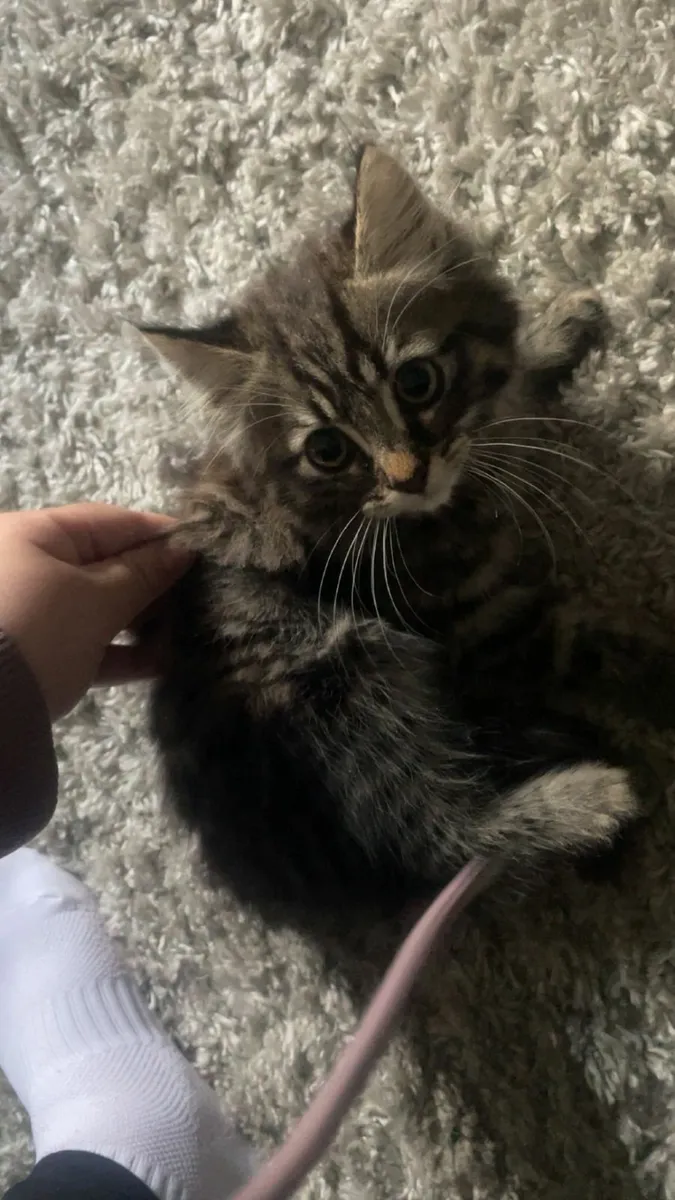 2 fluffy male kittens - Image 1