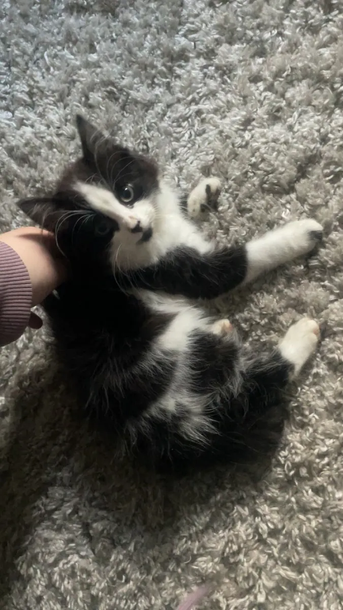 2 fluffy male kittens - Image 2