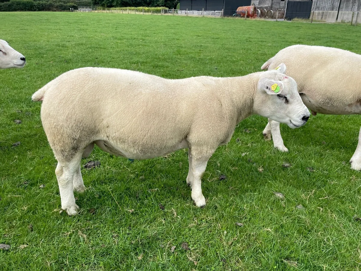 Rams - Image 1