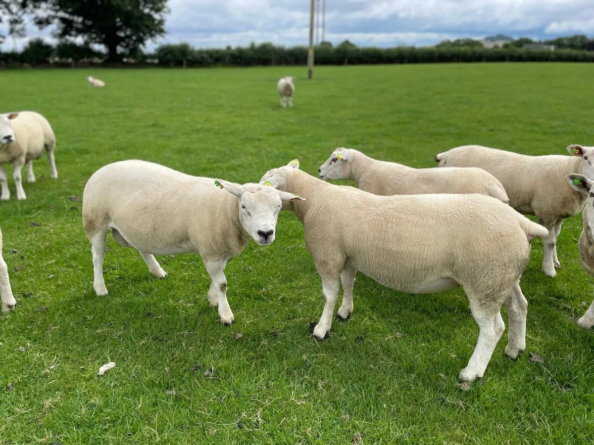 Rams - Image 2