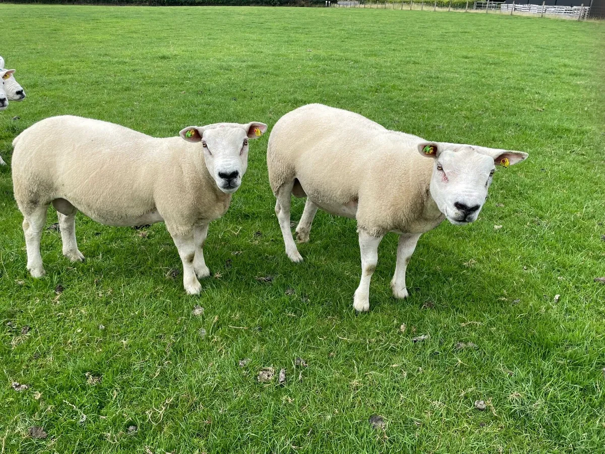 Rams - Image 3