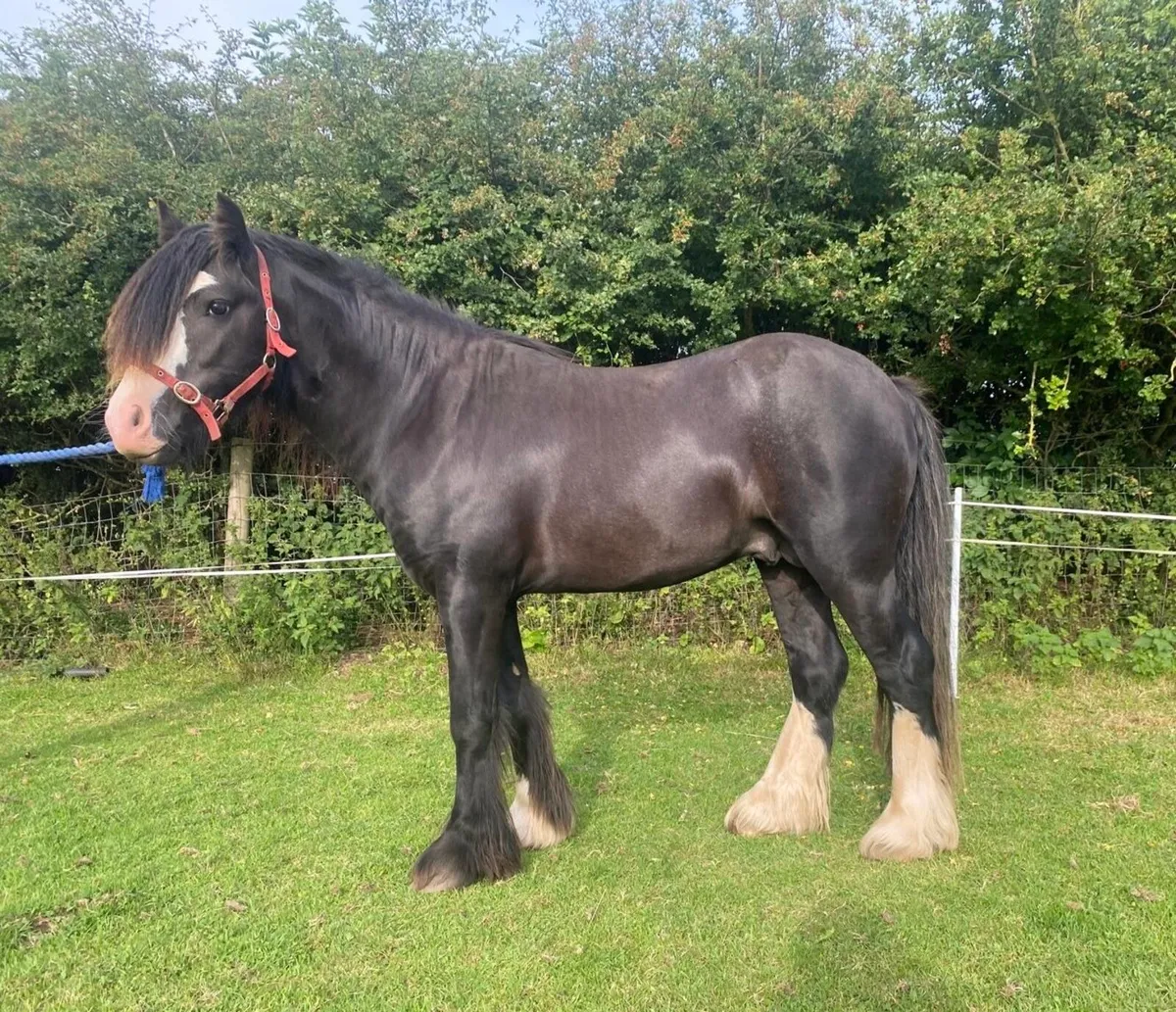 2 year old Colt pony - Image 1