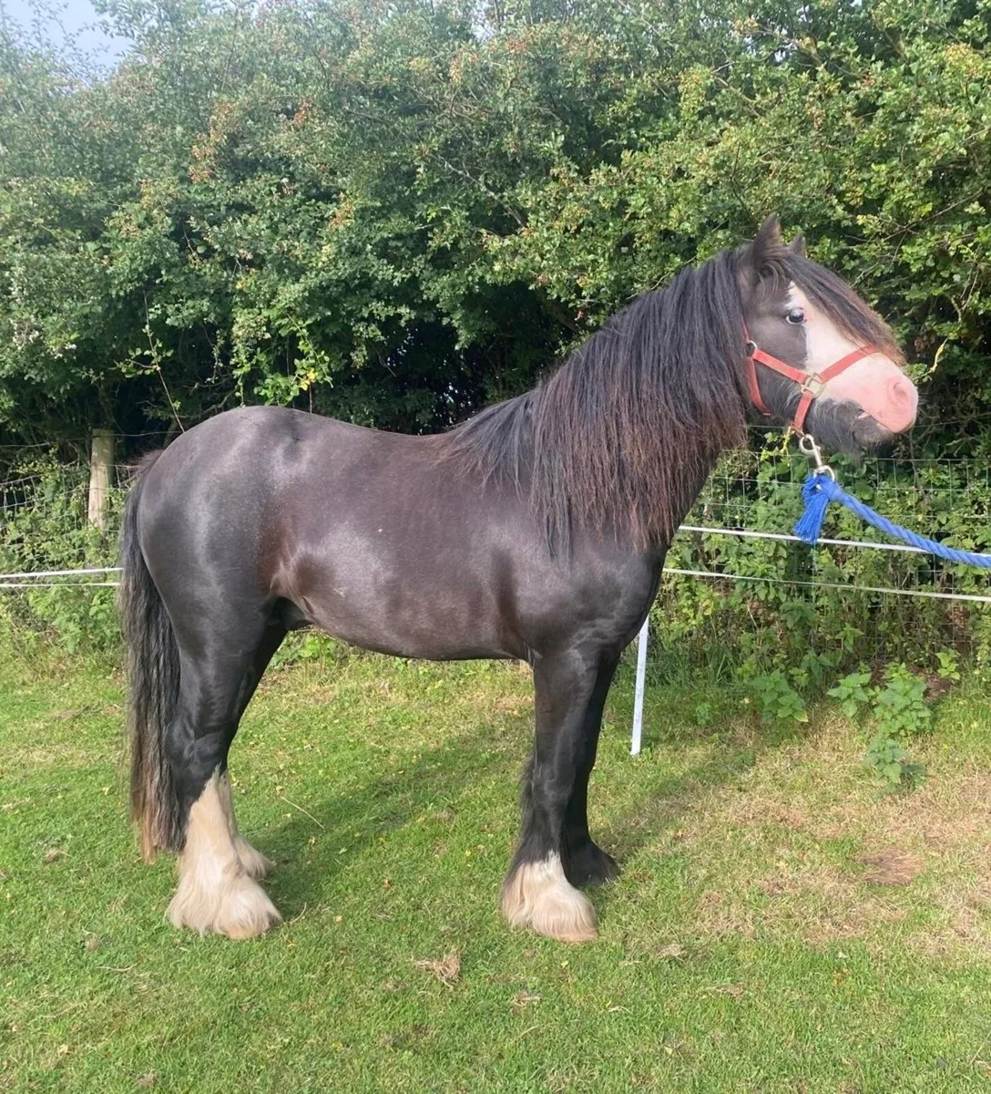 2 year old Colt pony - Image 2
