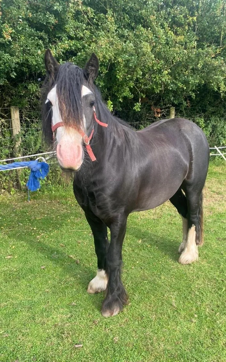 2 year old Colt pony - Image 3