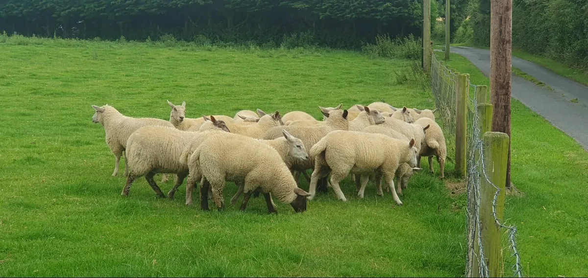 Ewe Lambs - Image 1