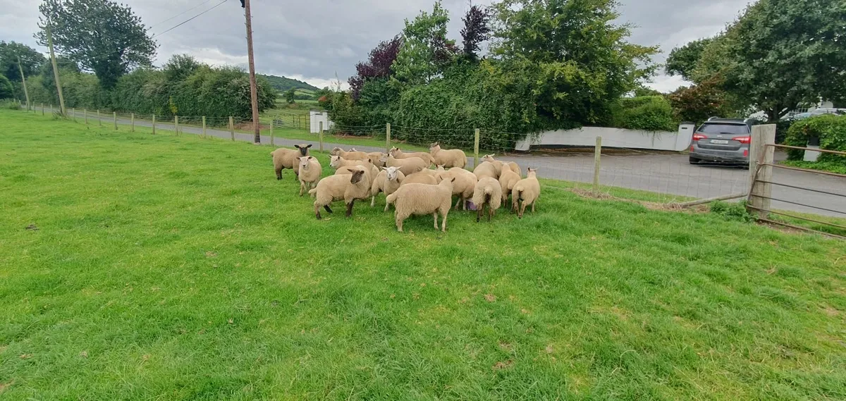 Ewe Lambs - Image 2