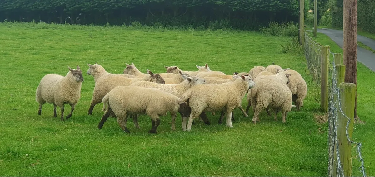 Ewe Lambs - Image 3