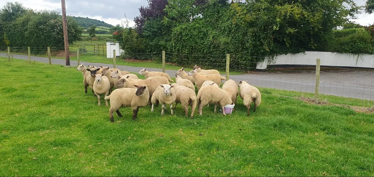 Ewe Lambs - Image 4