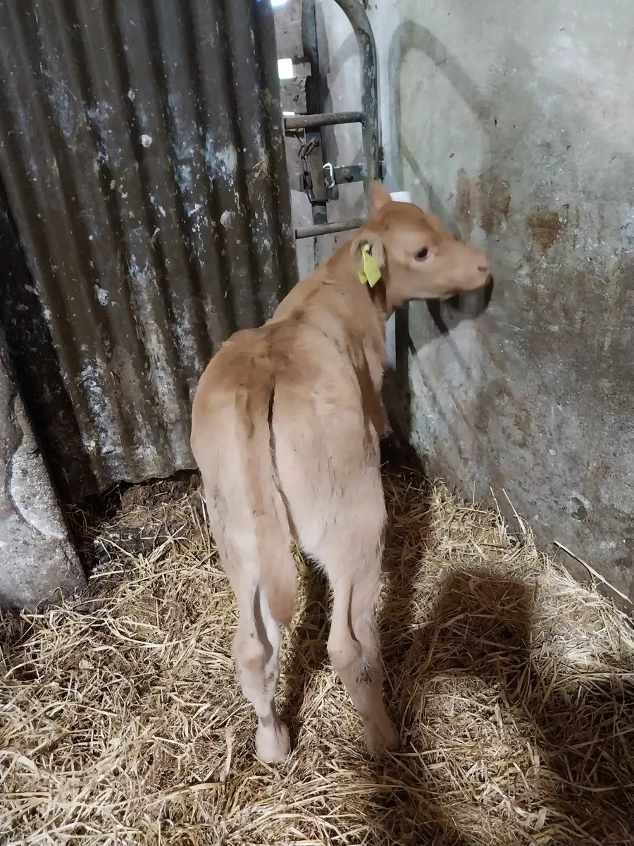 SUCKLER BRED CALF. - Image 1