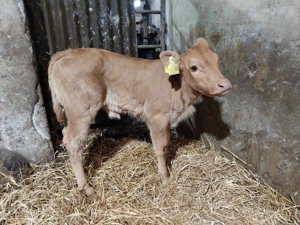 SUCKLER BRED CALF. - Image 2