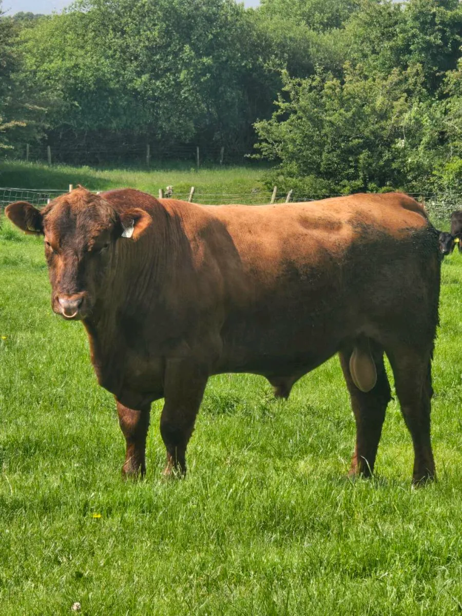 Pbr Angus bull - Image 1