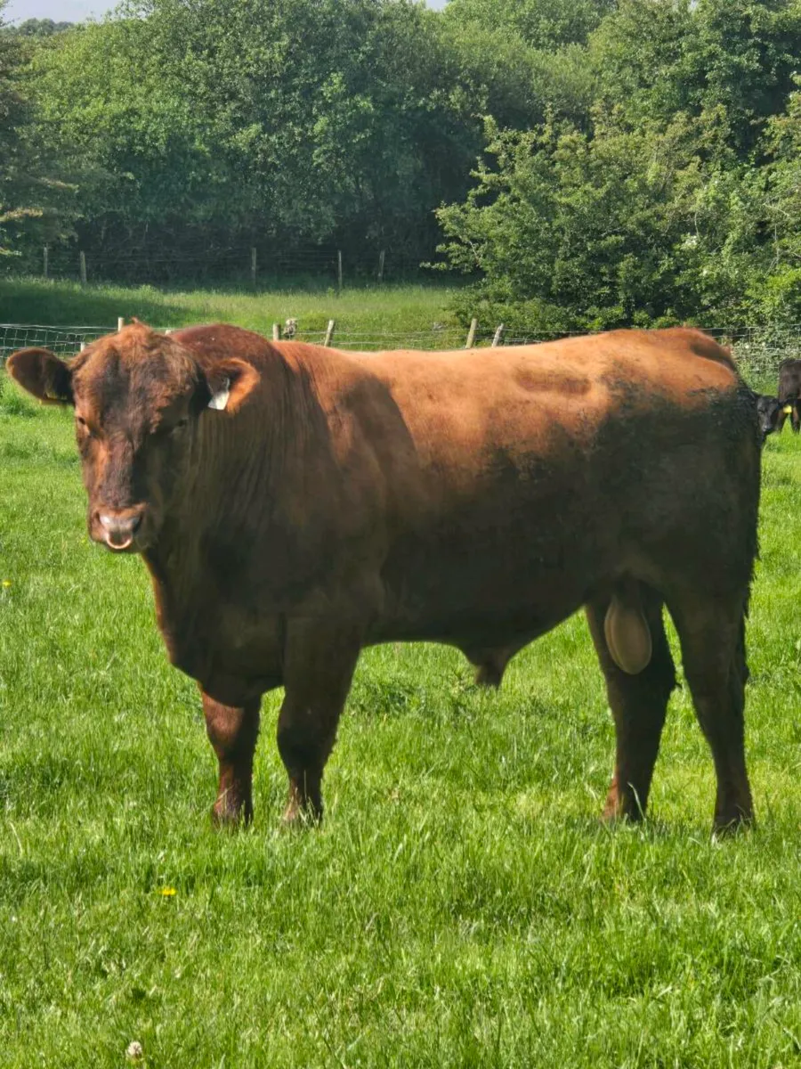 Pbr Angus bull - Image 2