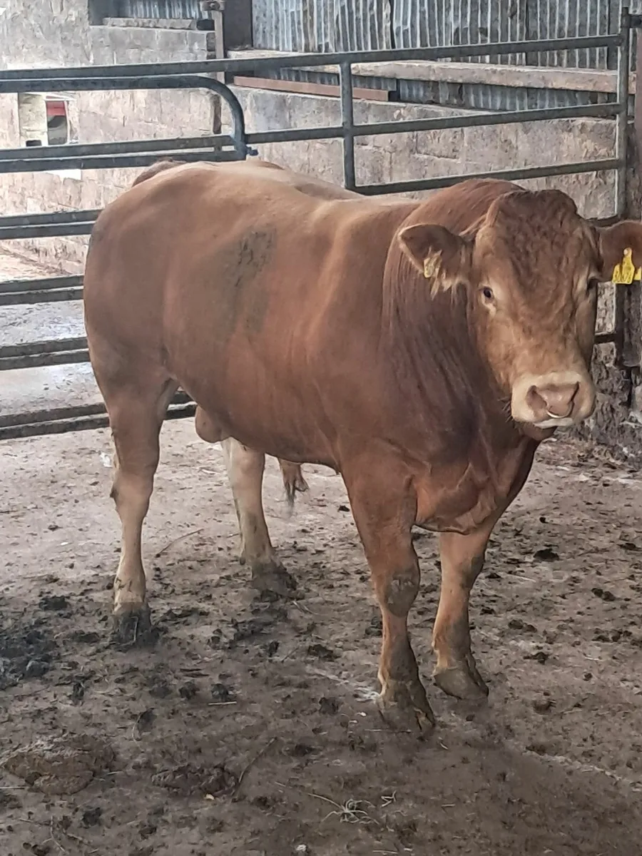 Limousine bull - Image 1
