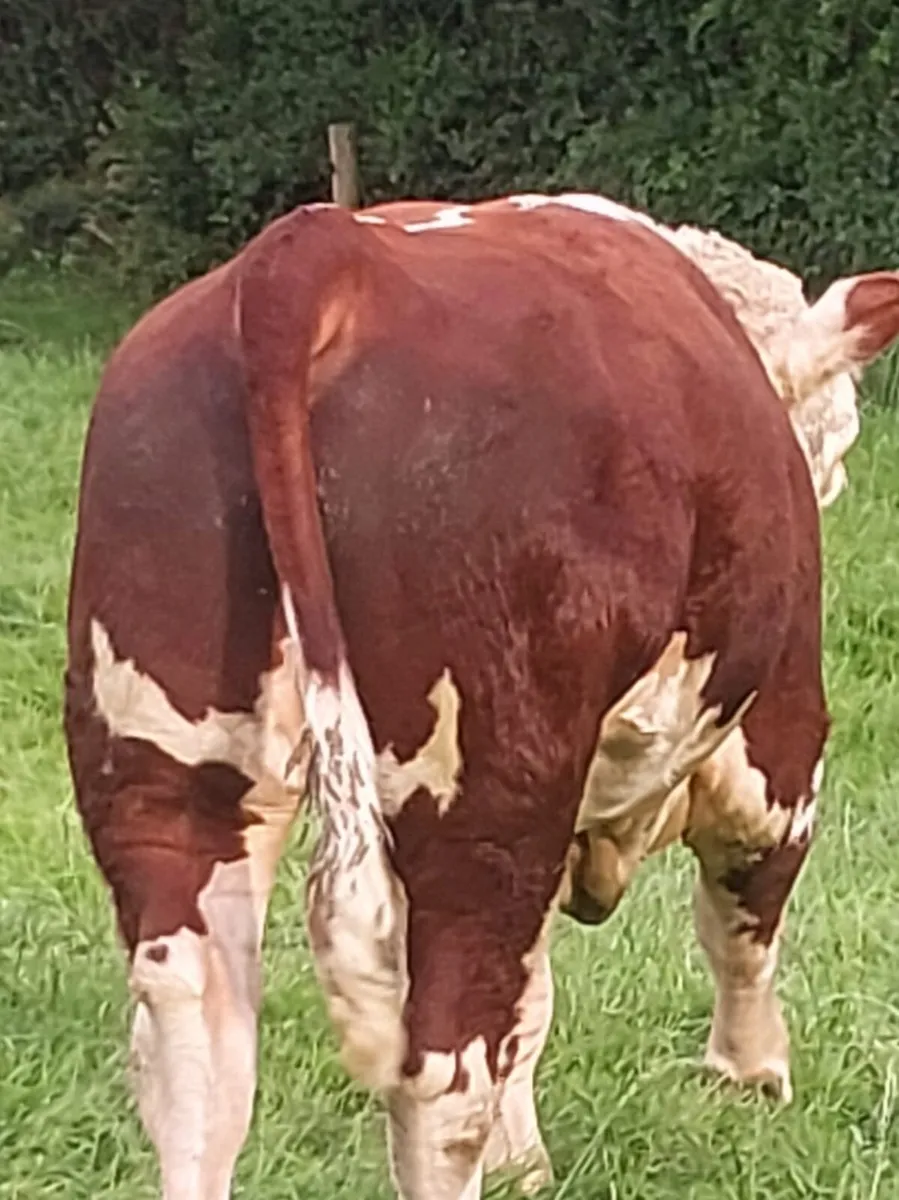 PURE BRED HEREFORD BULL - Image 2