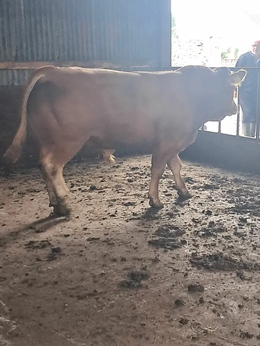 Limousine bull - Image 2