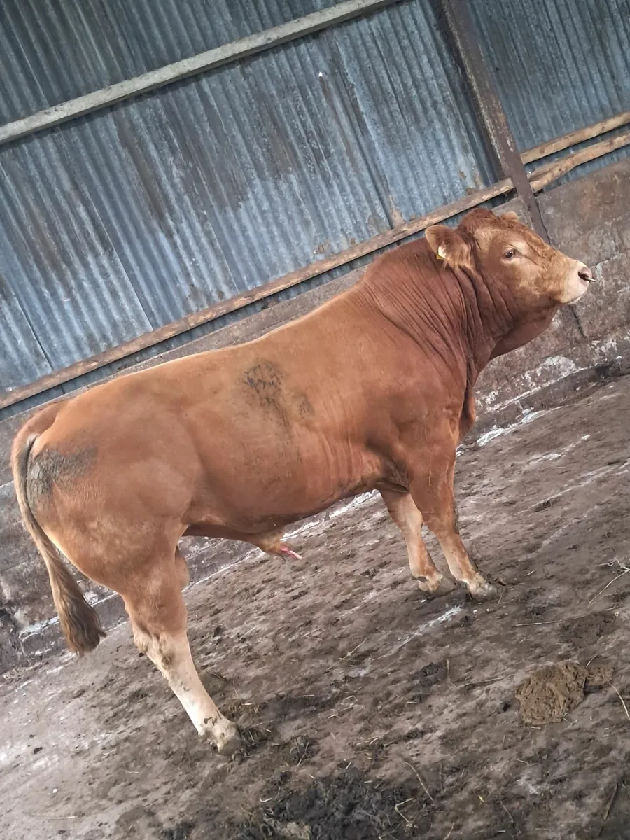Limousine bull - Image 3