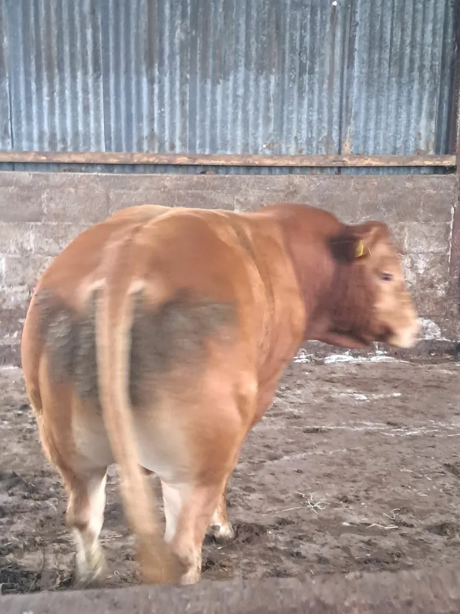 Limousine bull - Image 4