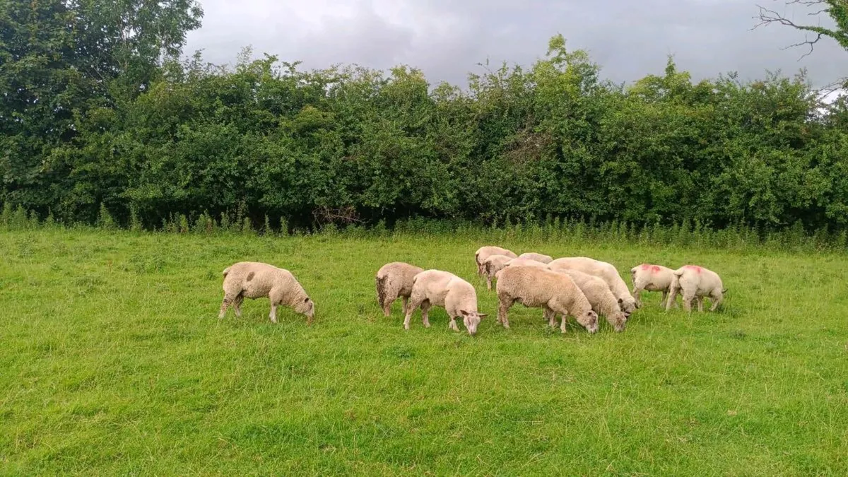 PBR RAMS - Image 1