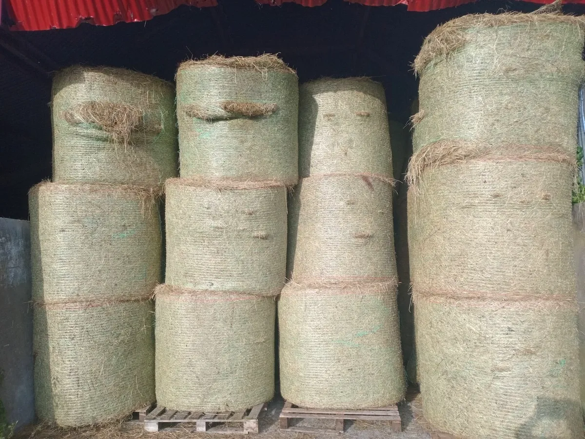Hay - Image 3
