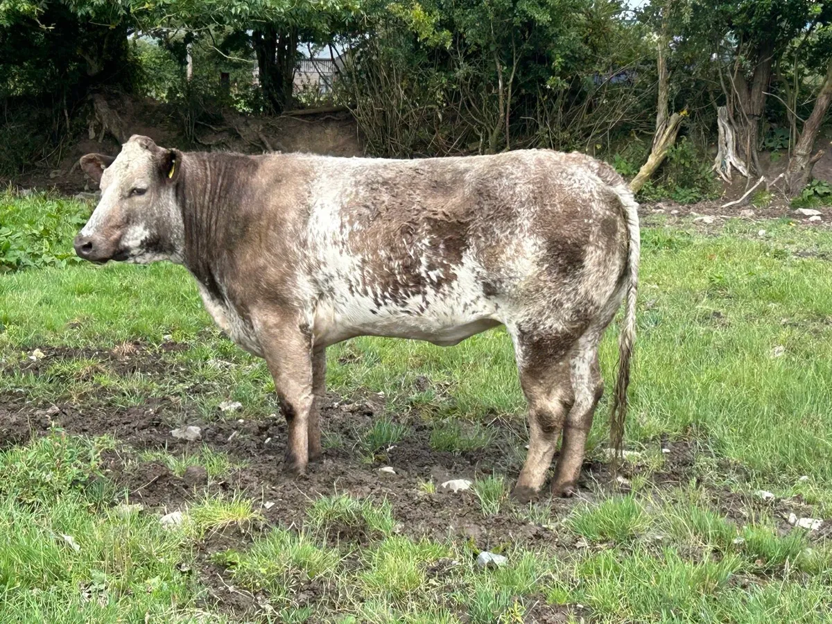 Heifers - Image 1