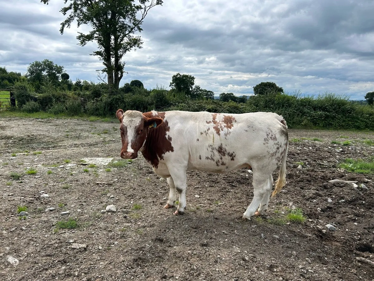 Heifers - Image 2