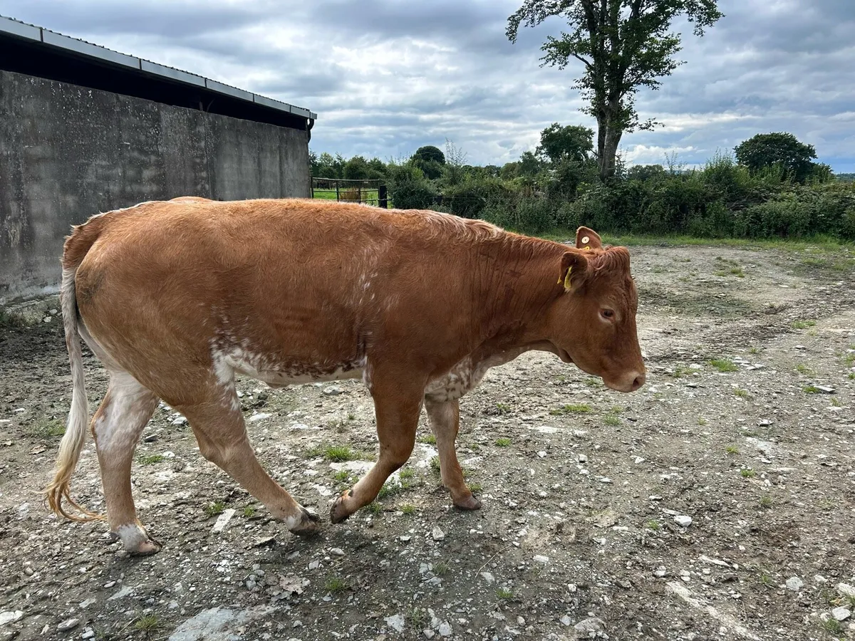 Heifers - Image 3