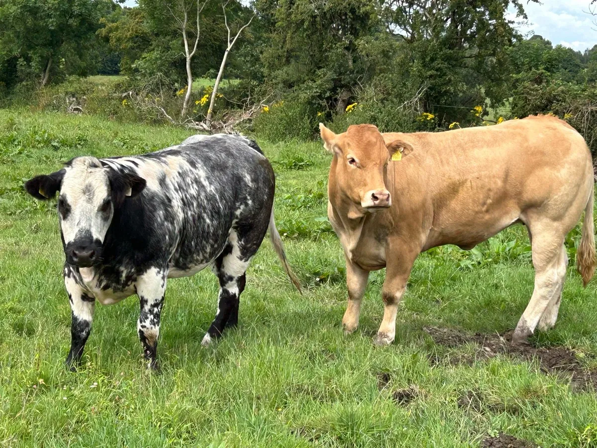 Heifers - Image 4