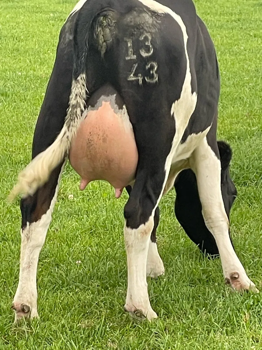 Freshly calved  high EBI heifer - Image 1