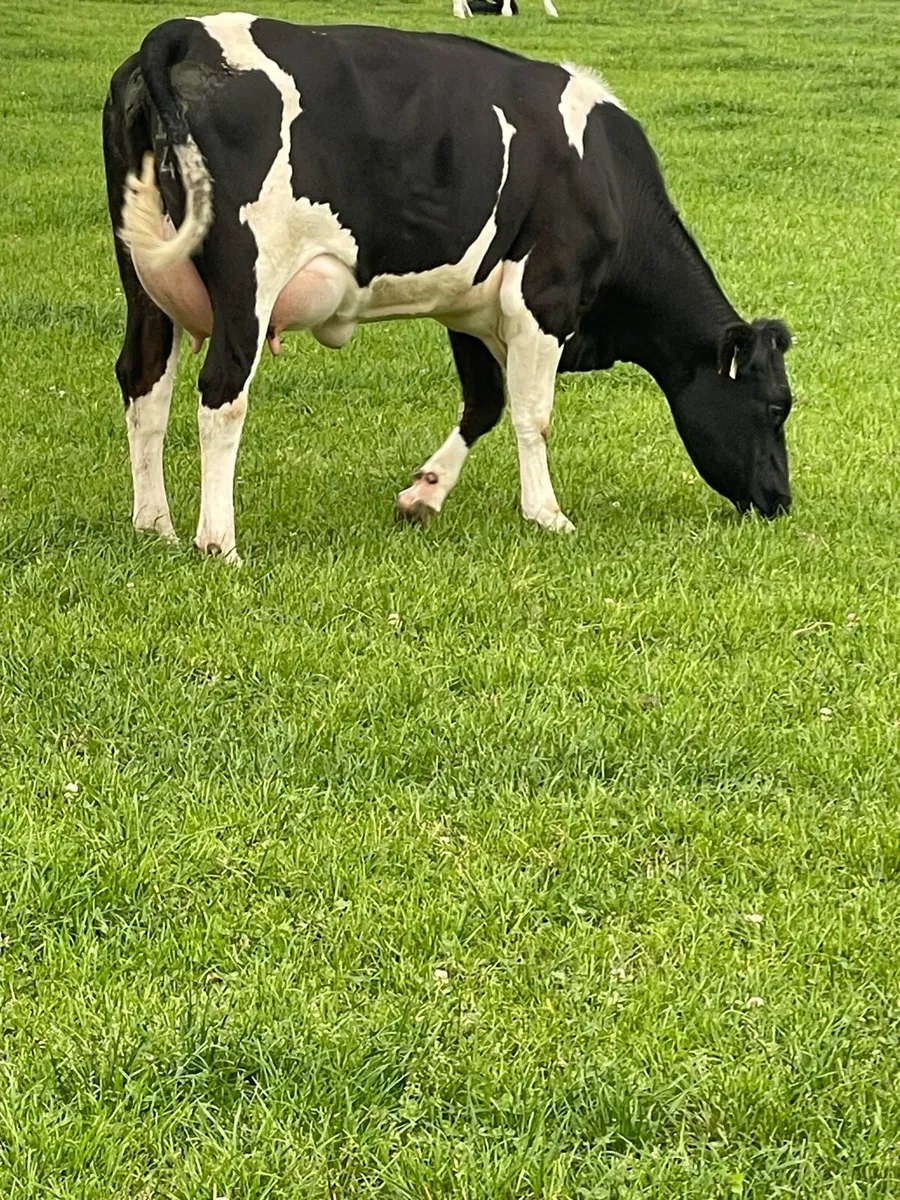 Freshly calved  high EBI heifer - Image 2