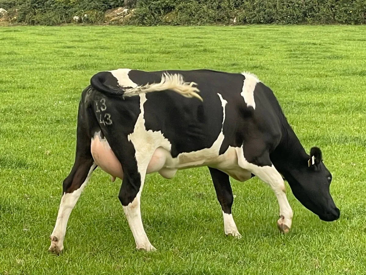 Freshly calved  high EBI heifer - Image 3