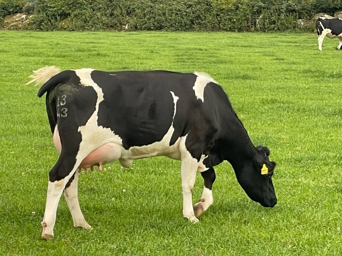 Freshly calved  high EBI heifer - Image 4