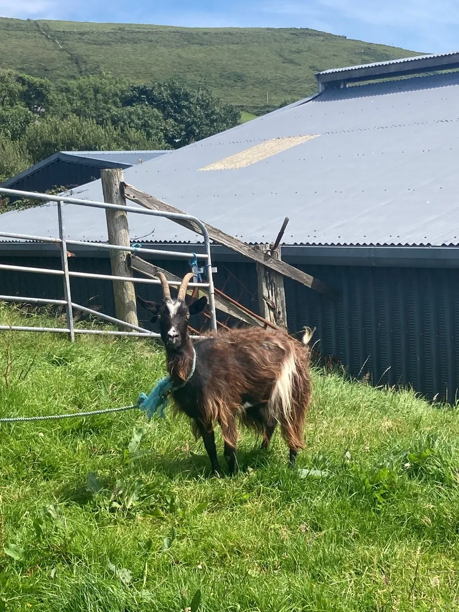 Old Irish Female Goat - Image 1